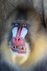 Wall Mural - close view of mandrill monkey (mandrillus sphinx)
