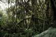 © Photations LLC - Moss-Covered Trees in Buenaventura Reserve Ecuador