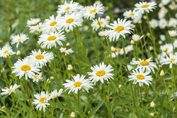 Wall Mural - Chamomile daisy flowers blooming on flower bed in garden close up