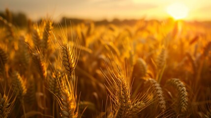 Canvas Print - a field of wheat with the sun setting in the background