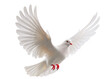 © Pinakoteka - A white dove lying with wings spread wide isolated on transparent png background. White dove pigeon symbolizing peace, freedom, and purity