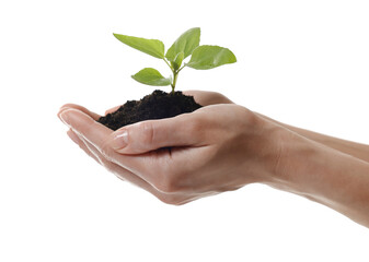 Wall Mural - Environmental protection. Woman holding seedling with pile of soil on white background, closeup