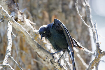 bird on a branch