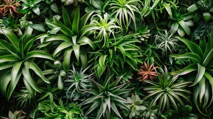 Poster - Lush Green Succulent and Tropical Plants Wall.