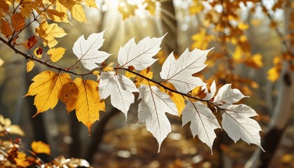 Wall Mural - White Autumn Leaves Against A Golden Background.