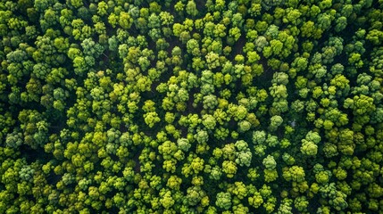 Aerial View of Lush Green Forest Canopy - Texture, Pattern, Nature,  Drone Photography