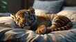 © Yves - close-up of  happy baby tiger sleeping on a comfy bed