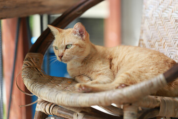 Wall Mural - Cute ginger cat lying in the basket. Selective focus.