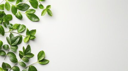 Canvas Print - Green Leaves on White Background