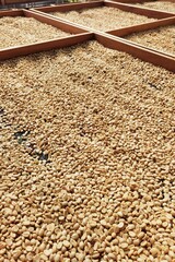 Wall Mural - Close up of coffee beans drying in the sun           