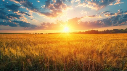 Wall Mural - Golden Wheat Field Sunset