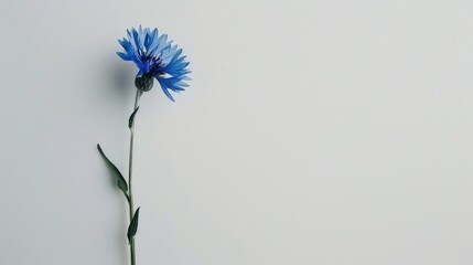 Wall Mural - A solitary cornflower against a white backdrop