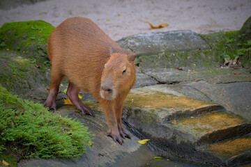 Wall Mural - Capybara family