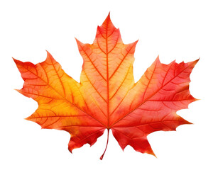 Poster - PNG Maple leaf autumn plant.