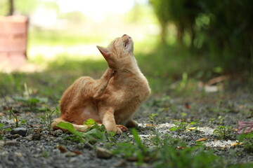 Wall Mural - Ginger cat in garden with sunlight