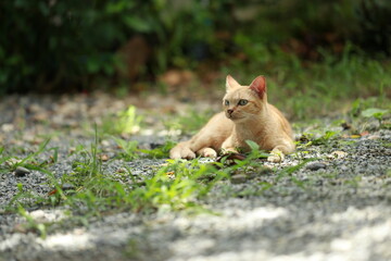 Wall Mural - Ginger cat in garden with sunlight