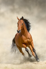 Wall Mural - wild horse run gallopin desert