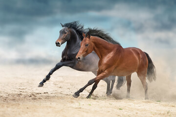 Wall Mural - bay horses run free in desert sand