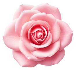 Sticker - PNG Rose flower petal plant.