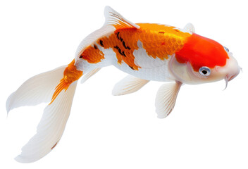 Wall Mural - PNG Fish goldfish animal koi.