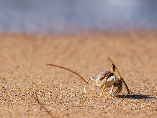 Wild craps hiding at the Beach sand of Oahu Hawaiian island