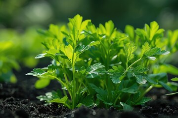 Spices and Herbs, Lovage plant (Levisticum officinale) growing in the garden.