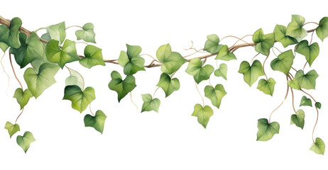 Poster - PNG Plant leaf ivy freshness.