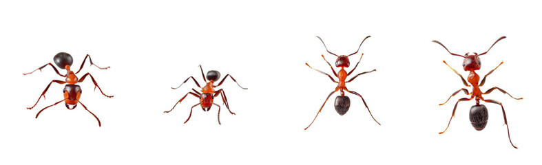 Wall Mural - A Red ant on transparent  background