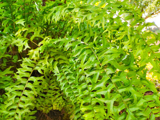 Wall Mural - Side view of green fern leaves (sword fern) patterns natural big group on background. Ornamental plant. Texture tropical plant.
