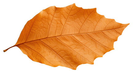 Sticker - PNG Leaf autumn plant tree.