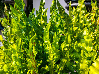 Wall Mural - Monarch fern with dots close up. Full grown monarch fern bushes in park. Selective focus.
