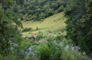 Poster - brown cows graze near forest in french ardennes area