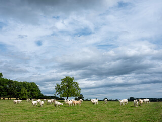 Poster - white cows in rural landscape of french ardennes at sunset