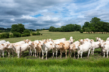 Poster - white cows in rural landscape of french ardennes at sunset