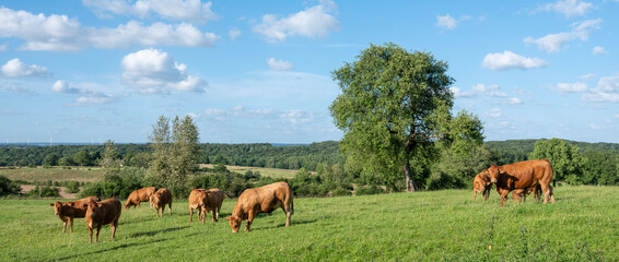 Canvas Print - brown limousin cows in green countryside of champagen ardennes in france