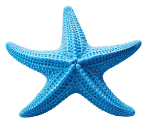 Sticker - PNG Starfish invertebrate underwater echinoderm.