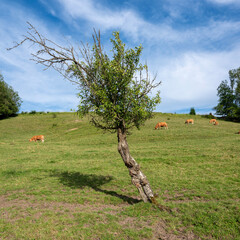 Wall Mural - brown limousin cows in green countryside of champagen ardennes in france