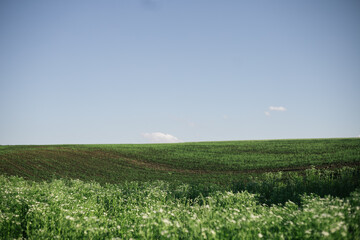 Wall Mural - field with blue sky