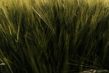 Wall Mural - wheat field on the background of sunset