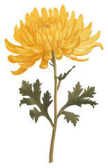 Wall Mural - PNG Yellow chrysanthemum flower chrysanths dahlia plant.