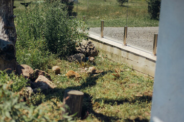 the group of meerkats walking around enclosure