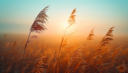 Poster - wheat field at sunset