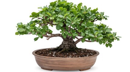 Wall Mural - Beautiful bonsai tree in an elegant wooden pot, showcasing detailed foliage and intricate branch design on a white background.