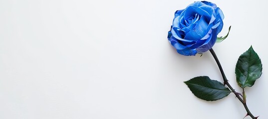 Sticker - blue rose on white background, copy space for text