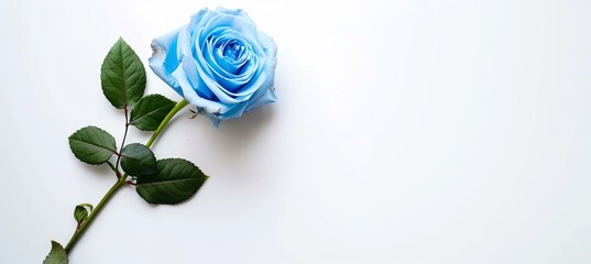 Canvas Print - blue rose on white background