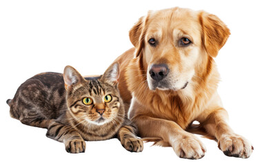 Poster - PNG Cat and dog animal mammal pet.