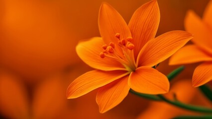 Wall Mural -  Vibrant orange flower in bloom