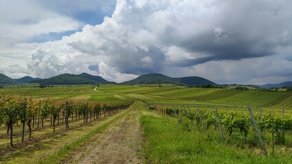 Wall Mural - Blick über die Weinberge auf den Pfälzerwald