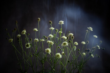 Sticker - background of white meadow cornflowers