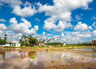 Farmer planting rice in the fields in countryside of Namdinh, Vietnam 